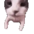 Toxic Cat