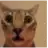 Toxic Shiba