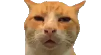 Wild Doomer