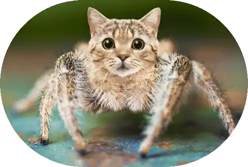 Toxic Cat