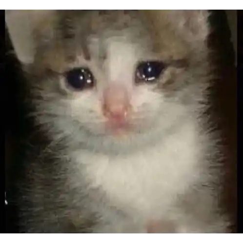 Cute Kitten