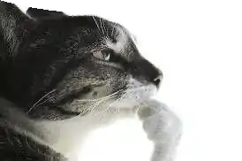 Sigma Boomer